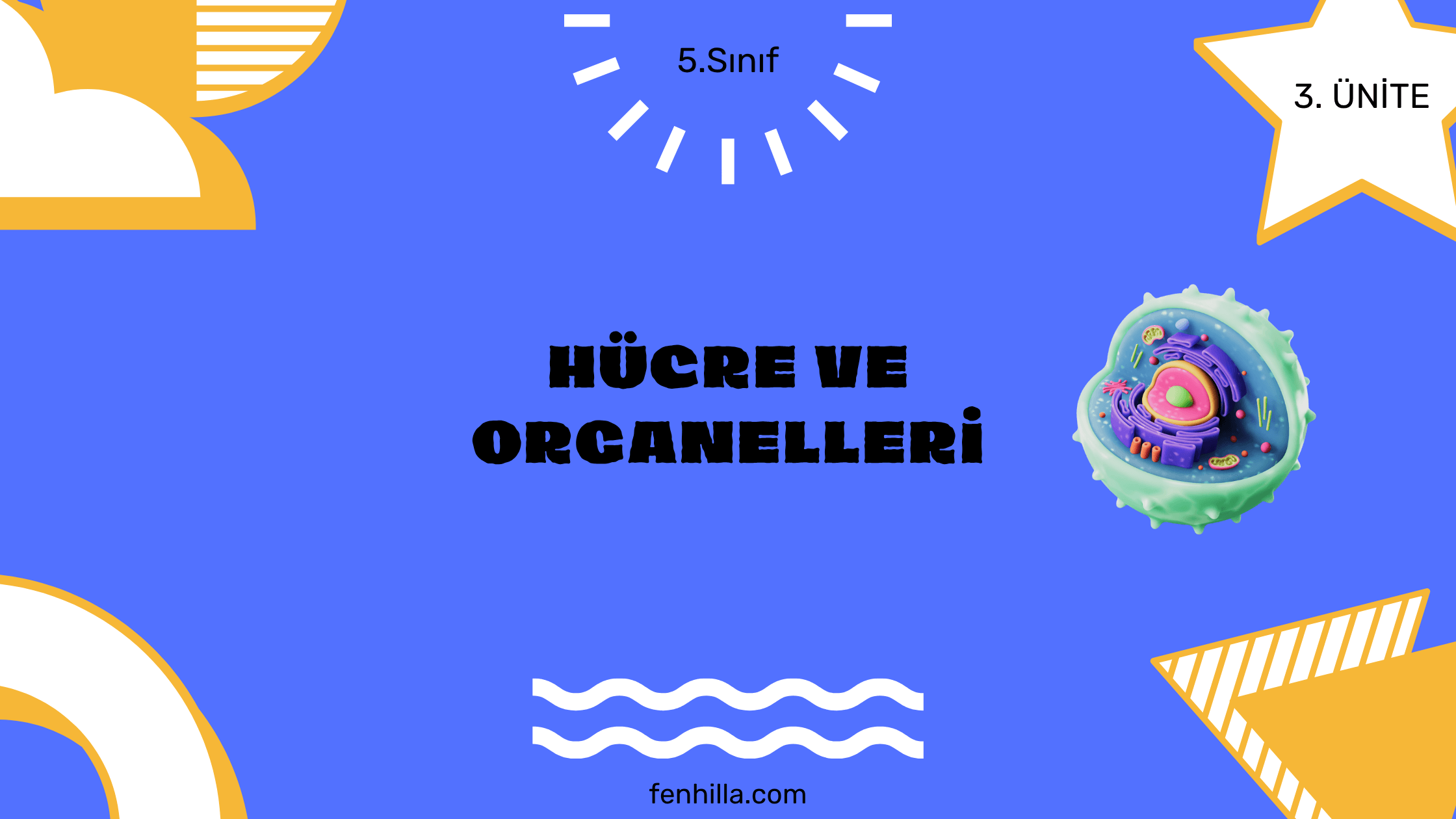 HUCRE VE ORGANELLERI